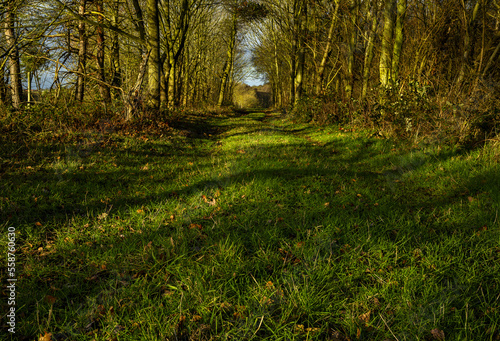 path in the forest