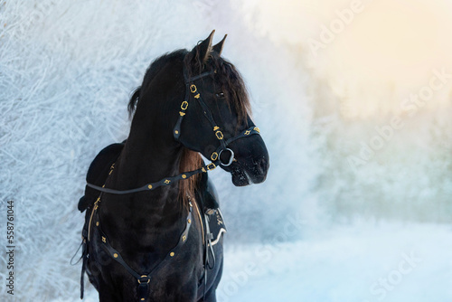 Beautiful black andalusian breed horse in traditional baroque equipment in winter. Black PRE stallion.