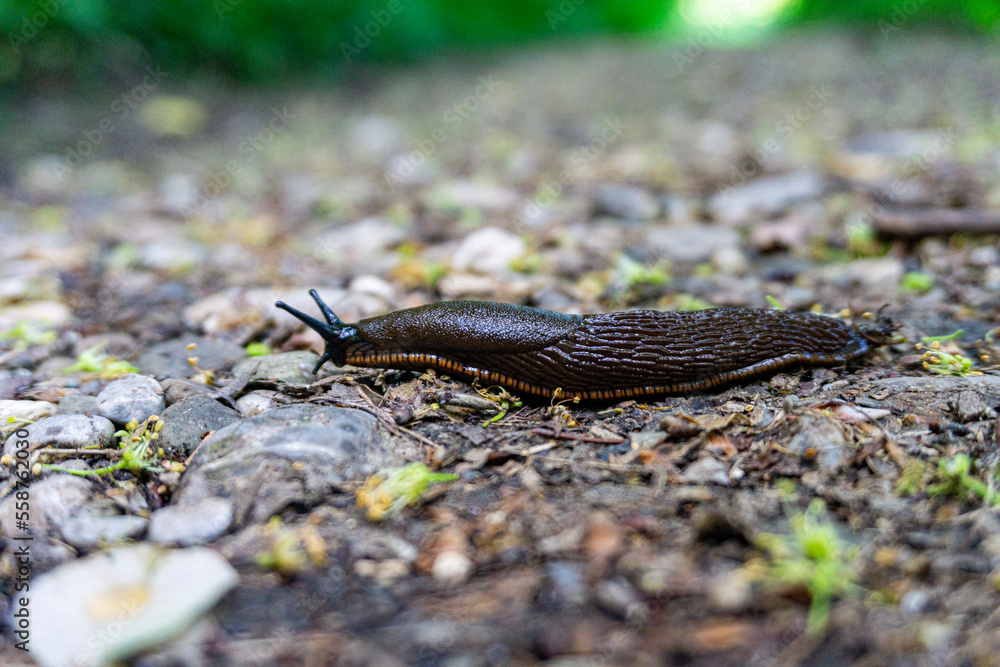 Nacktschnecke im Wald Stock Photo Adobe Stock