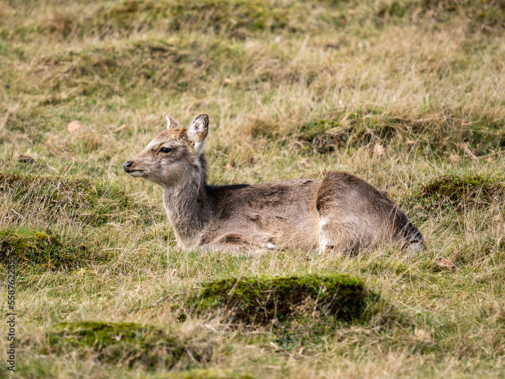 Fototapeta premium Young Sika Deer in a Meadow