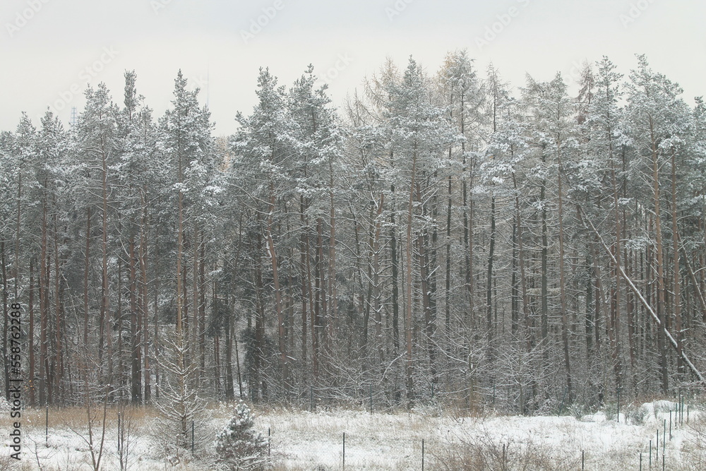 Fototapeta premium winter time in Gdynia Poland