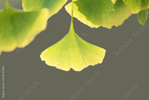 Leaf of Ginkgo or gingko (Ginkgo biloba), also known as the maidenhair tree, is a species of tree native to China photo