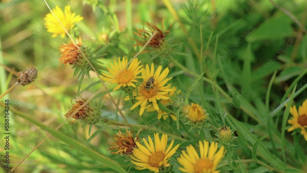 Honey Bee Collects Nectar From Yellow Flowers On The Field Honey Bee Collects Nectar From Yellow Flowers On The Field