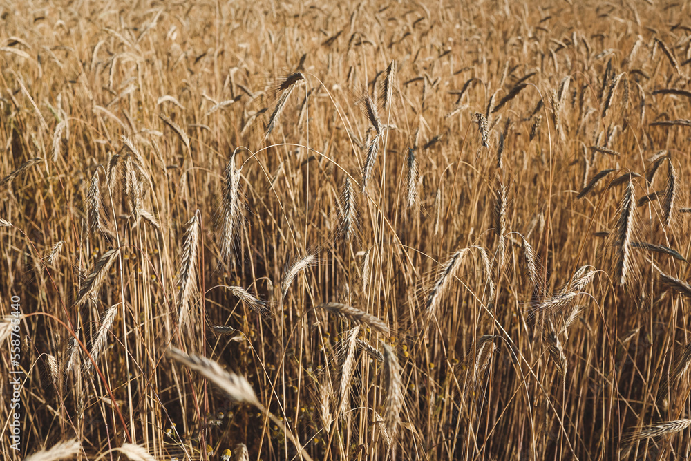 Fototapeta premium Wheat field with spikelets close up, background with wheat spikelets. Agricultural wheat field under blue sky. Rich harvest theme. Rural autumn landscape with ripe golden wheat.