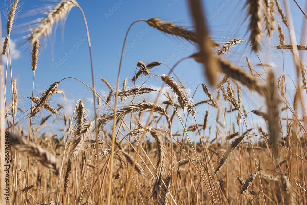 Fototapeta premium Wheat field with spikelets close up, background with wheat spikelets. Agricultural wheat field under blue sky. Rich harvest theme. Rural autumn landscape with ripe golden wheat.