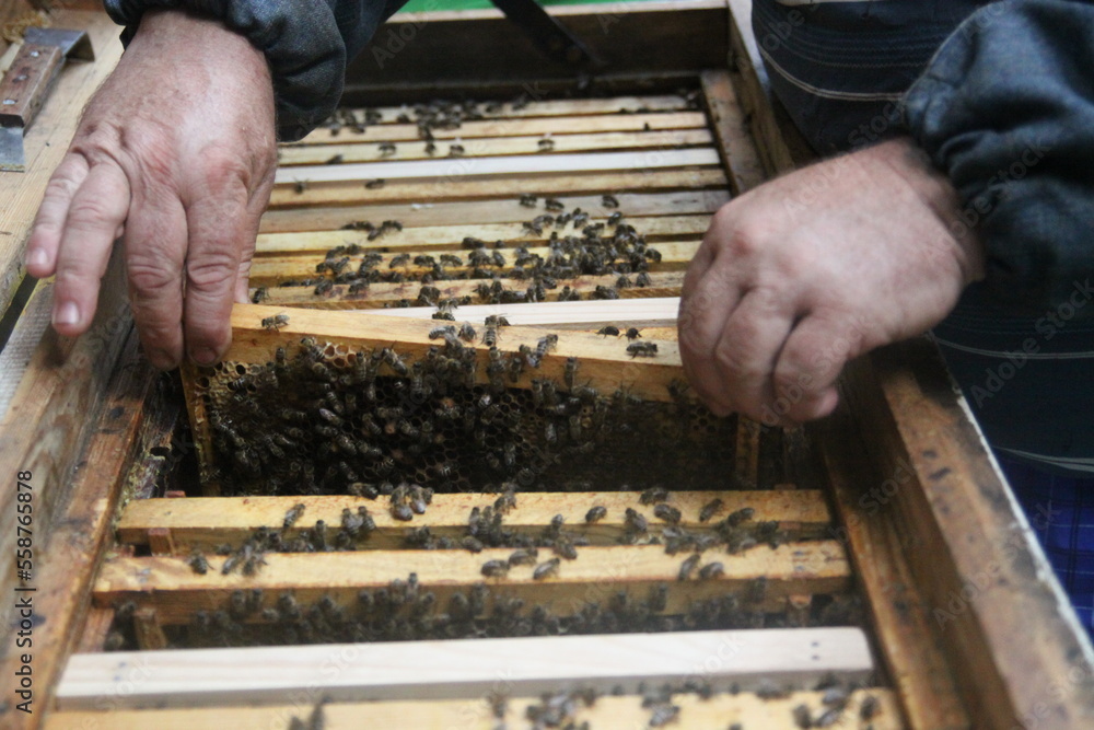 apiary and bees apiary and bees