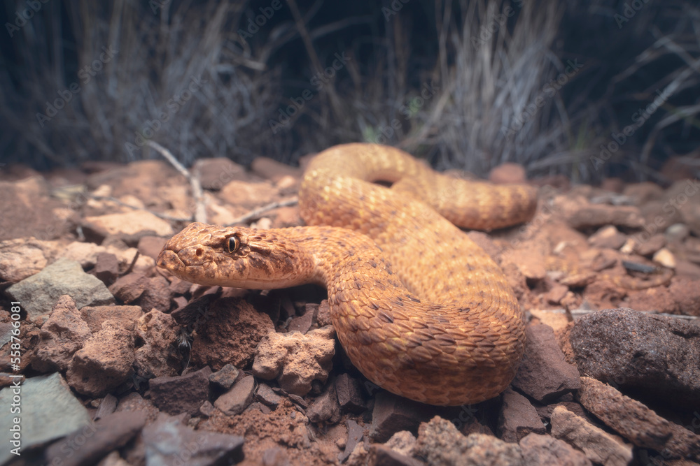 Desert death adder (Acanthophis pyrrhus) on stony substrate at night