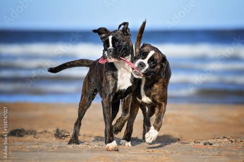 Canvas Print two boxer dogs playing tug of war on the beach with a ball toy