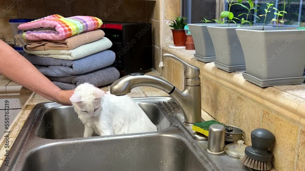 4K HD video of white Kao Manee cat with heterochromia in a kitchen sink getting a bath to remove