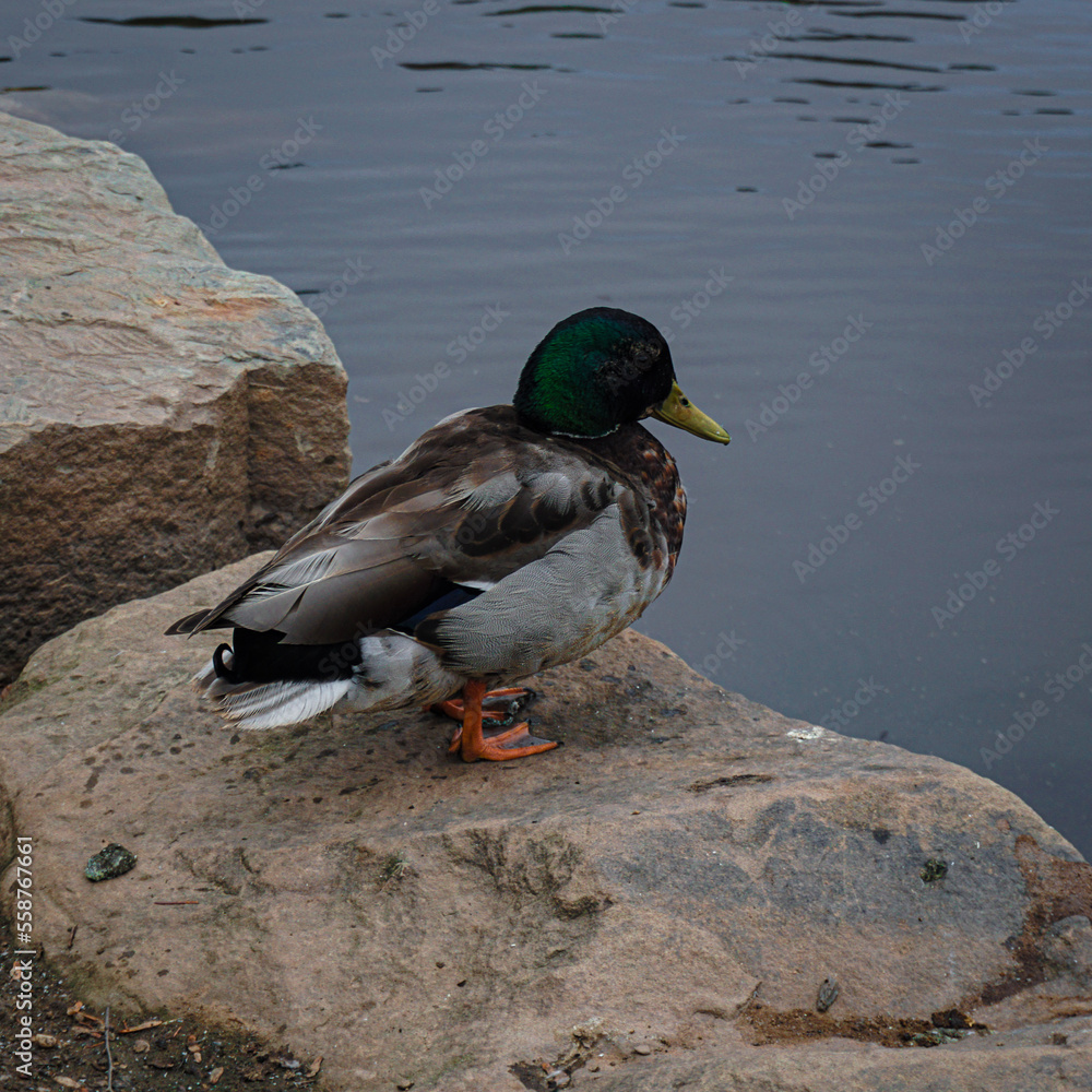 Obraz premium duck on the river