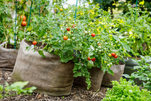 Cherry tomatoes and other vegetables growing in a row of fabric grow bags in the summer in an organic home garden