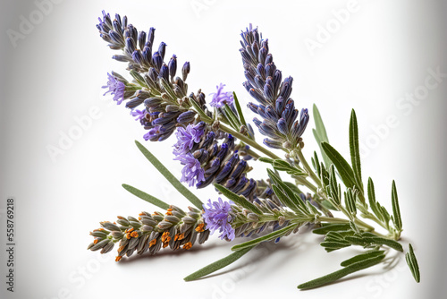 Close up of lavender blossoms. Lavender flowers in a bunch, isolated on a white background. Generative AI photo