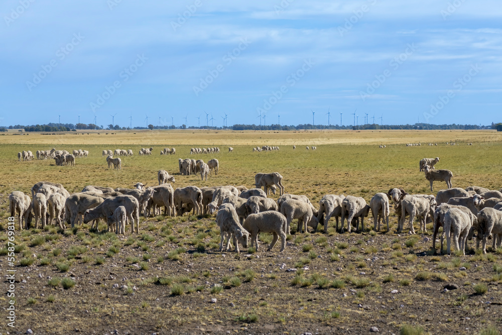Sheared sheep grazing in a field. Blue sky with clouds and wind farm in the distance