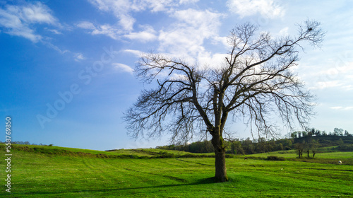 a lonely tree on a meadow