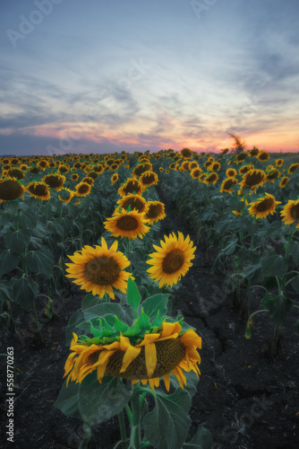 Endless sunflower fields