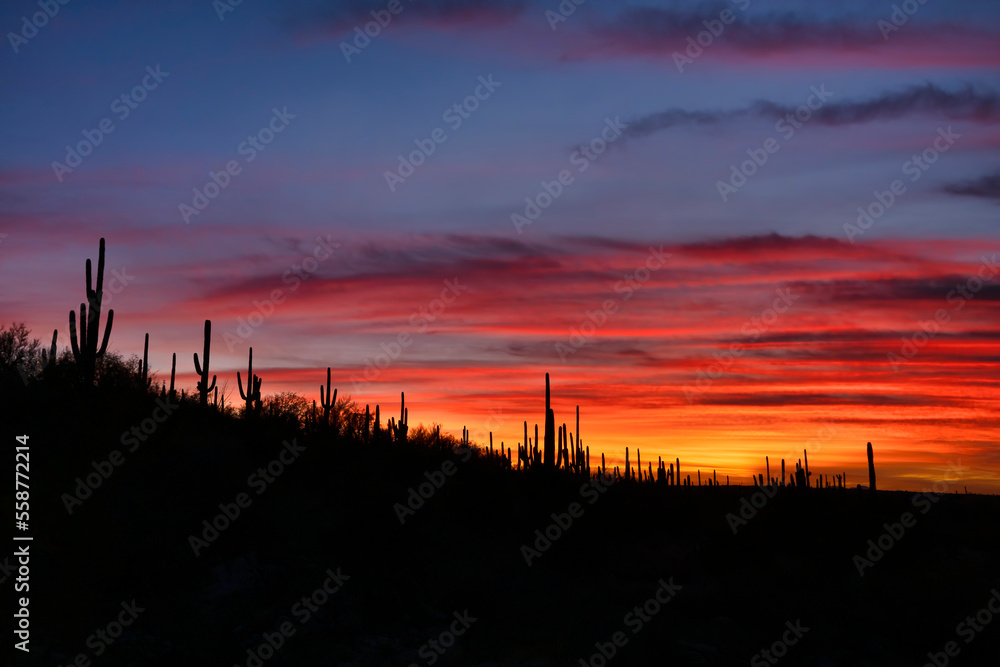 Brilliant Sky Saguaro Sunset