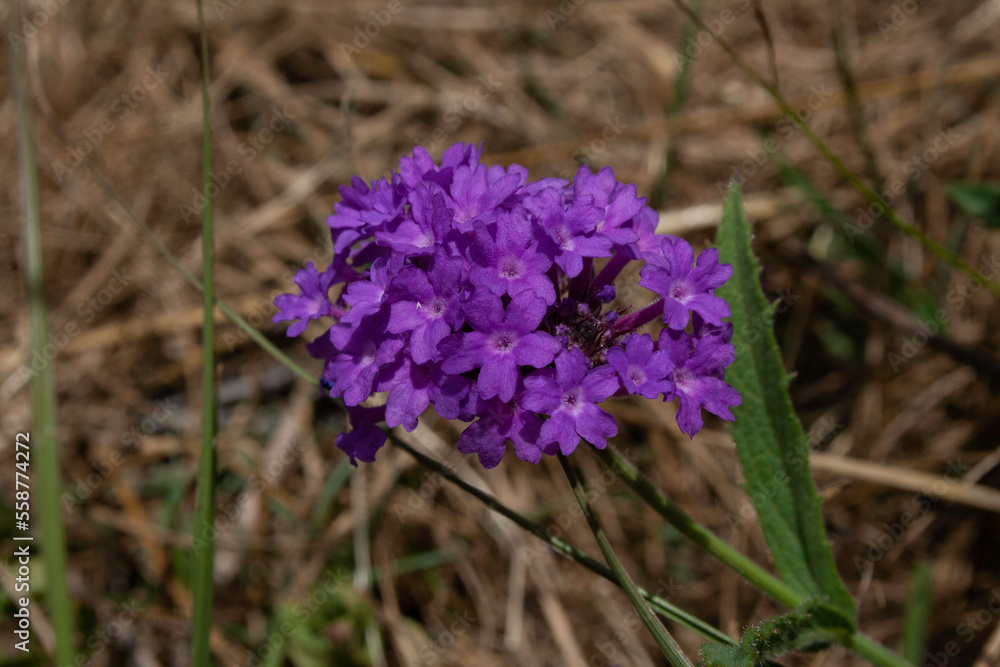 Obraz premium Close up of a cluster of purple flowers. Common weeds Verbena and Lantana