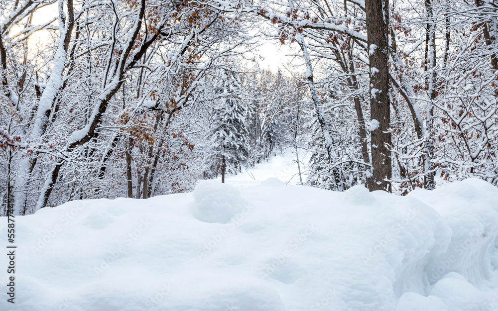 Snow storm in forest Snow storm in forest
