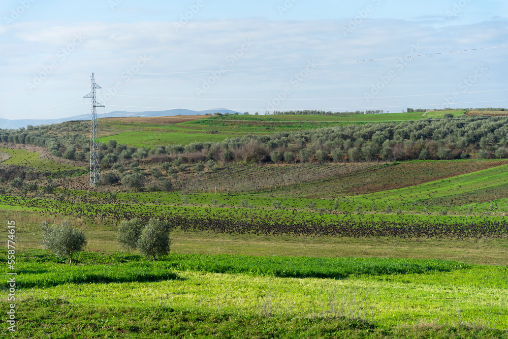 Albania landscape farm and olive tree plantation, in wonderful sky, flock of birds