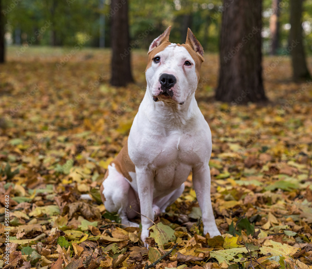 American Bulldog Is Sitting on the Ground American Bulldog Is Sitting on the Ground