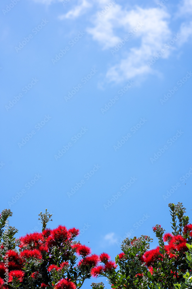 Pohutakawa tree flowering in summer in New Zealand on a blue sky sunny day