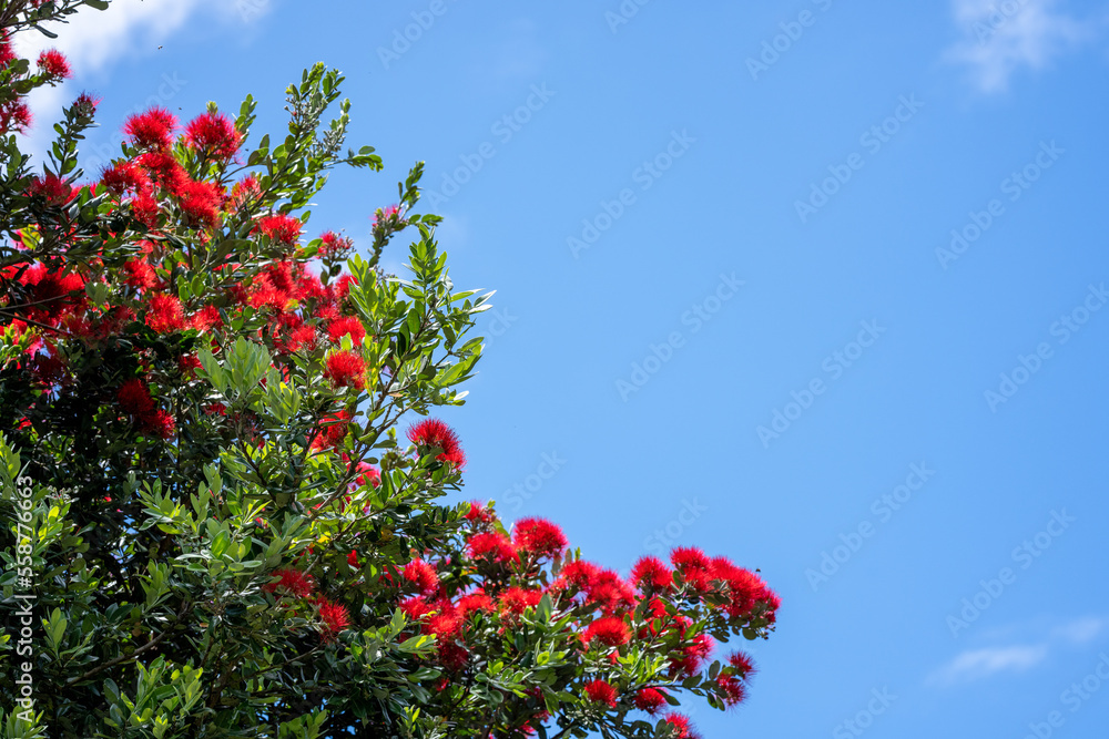 Pohutakawa tree flowering in summer in New Zealand on a blue sky sunny day