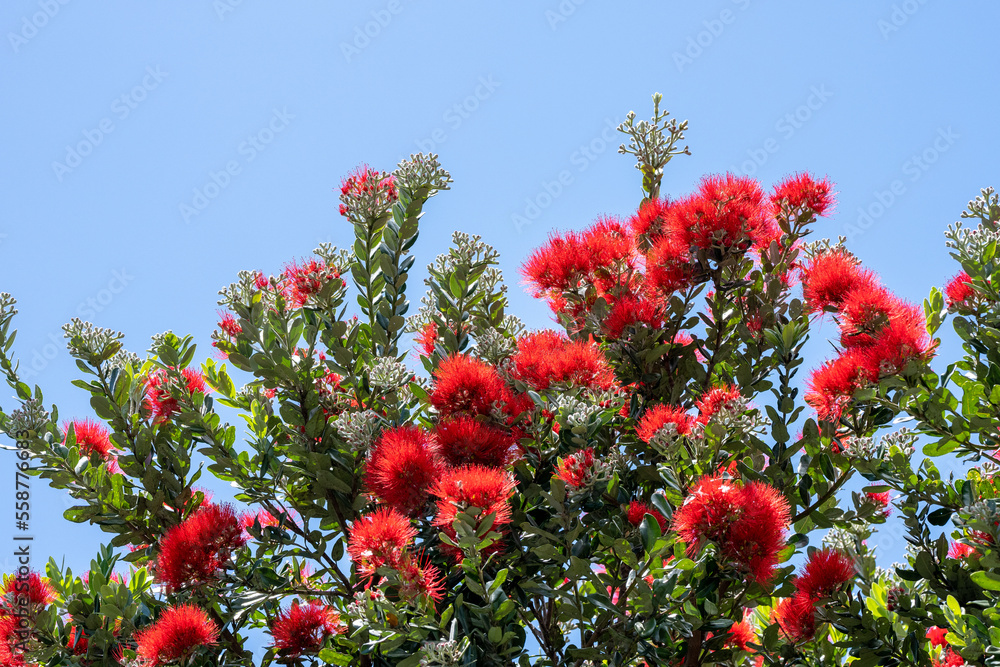 Pohutakawa tree flowering in summer in New Zealand on a blue sky sunny day