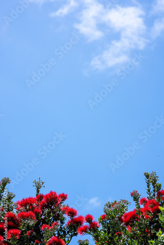 Obraz na płótnie Pohutakawa tree flowering in summer in New Zealand on a blue sky sunny day w salonie
