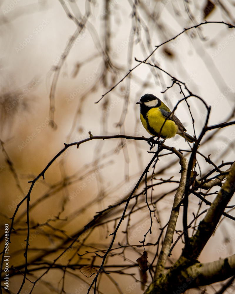 Fototapeta premium Parus major ( Sikorka Bogatka )