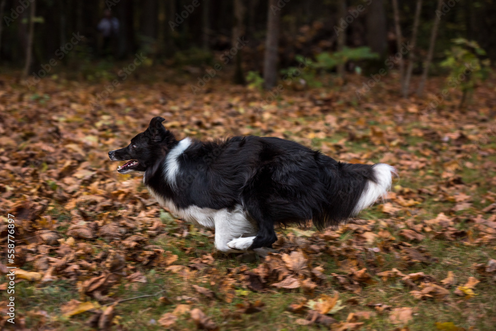 Border Collie Dog is Running on the Forest Ground Border Collie Dog is Running on the Forest Ground
