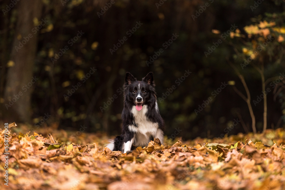 Fototapeta premium Border Collie is Sitting on the Forest Ground.
