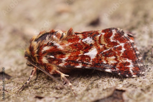 Colorful closeup of the beautiful yellow underwing, Anarta myrtilli , on a piece of wood photo