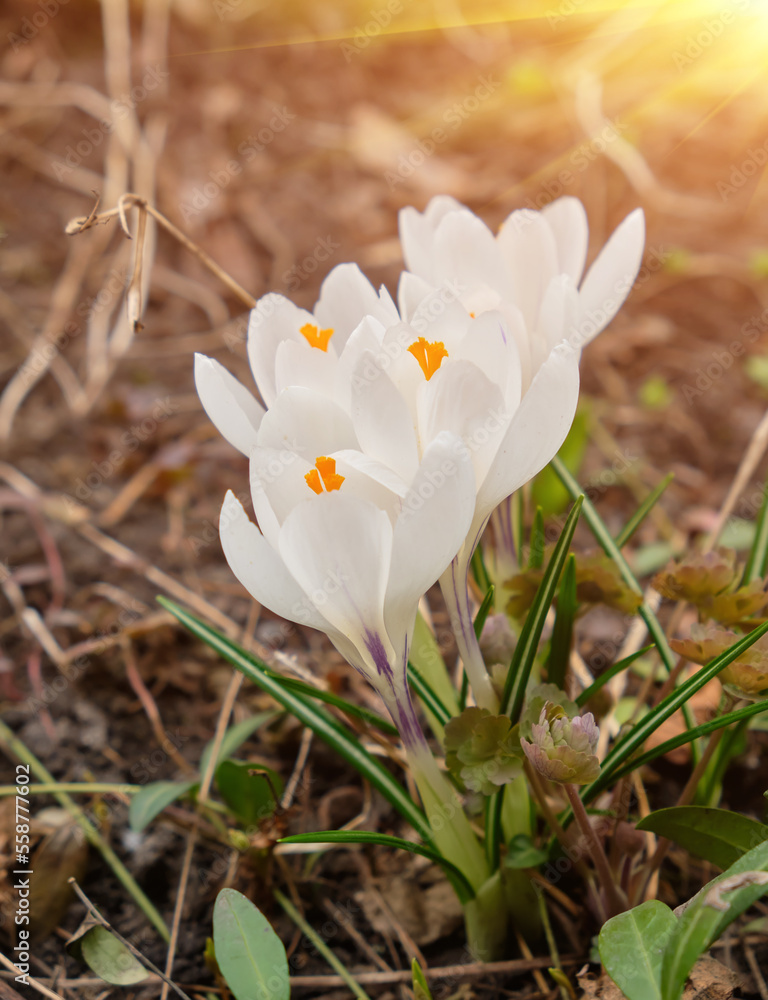 White crocuses growing on the ground in early spring. First spring flowers blooming in garden. Spring meadow full of white crocuses, Bunch of crocuses. White crocus blossom close up. White crocuses growing on the ground in early spring. First spring flowers blooming in garden. Spring meadow full of white crocuses, Bunch of crocuses. White crocus blossom close up.