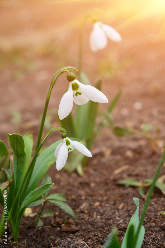 Snowdrop or common snowdrop Galanthus nivalis flower in the forest with warm sunshine at springtime.