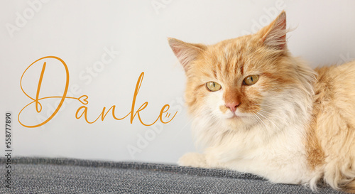 Cute funny cat at home and ...