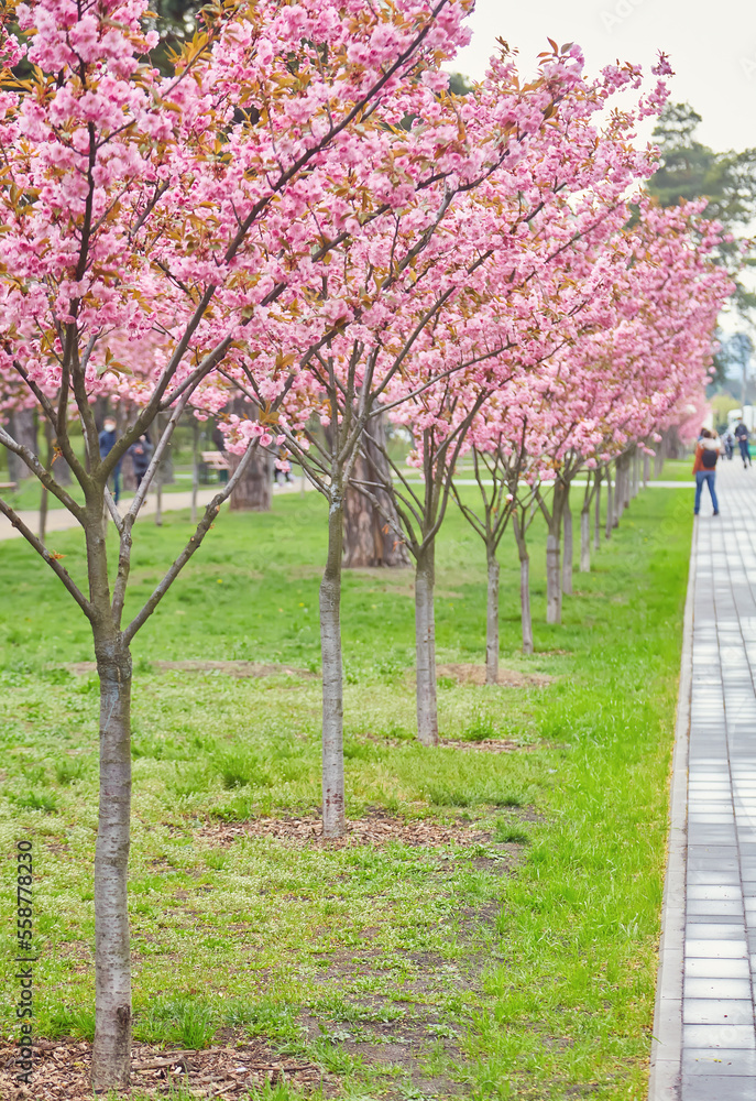 blooming sakura trees in alley. Pink sakura flowers on branches in sunny light in spring city street, landscape view. Enjoying spring in the city blooming sakura trees in alley. Pink sakura flowers on branches in sunny light in spring city street, landscape view. Enjoying spring in the city