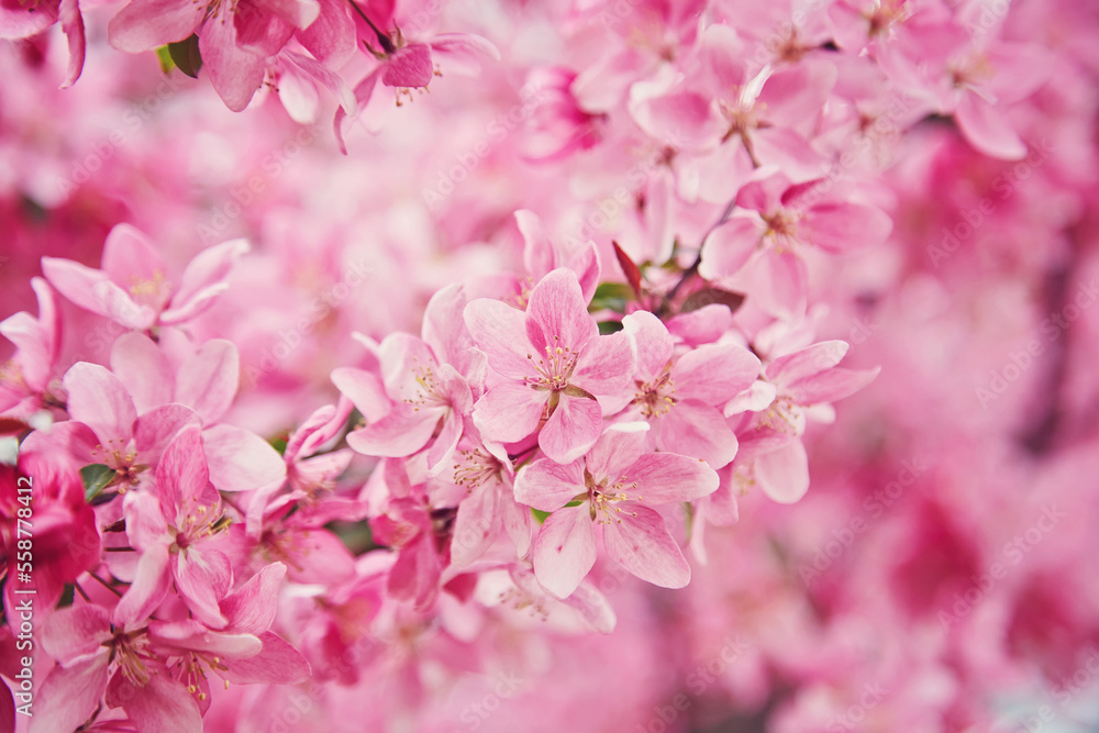 Cherry Blossom in spring with Soft focus, Sakura season Cherry Blossom in spring with Soft focus, Sakura season