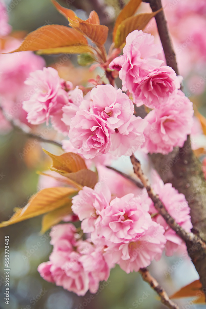 Cherry Blossom in spring with Soft focus, Sakura season Cherry Blossom in spring with Soft focus, Sakura season