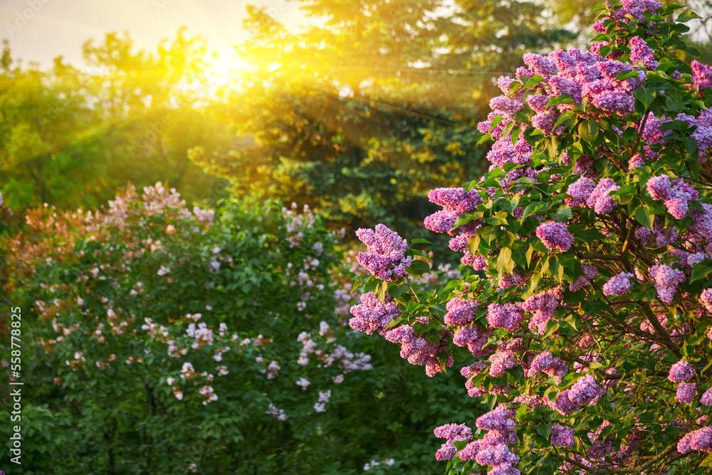 Obraz premium purple lilac shrub blossoms in spring. Beautiful floral nature wallpaper