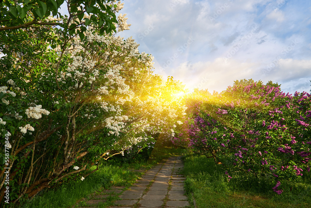 Lilac alley leading to Vydubichi monastery in Hryshko National Botanical Garden with Left bank view, Kiyv Lilac alley leading to Vydubichi monastery in Hryshko National Botanical Garden with Left bank view, Kiyv