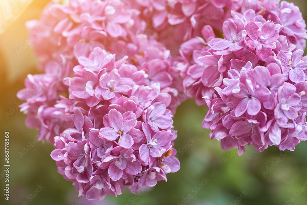 beautiful lilac flowers branch on a green background, natural spring background, soft selective focus.