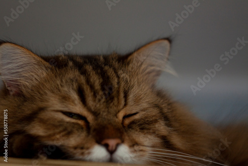 cat animal pet kitten feline, 