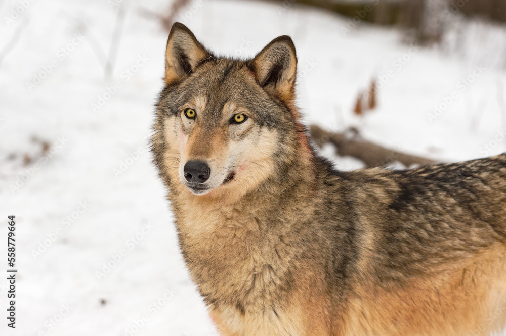 Naklejka premium Grey Wolf (Canis lupus) Stands Looking Out Ears Forward Winter