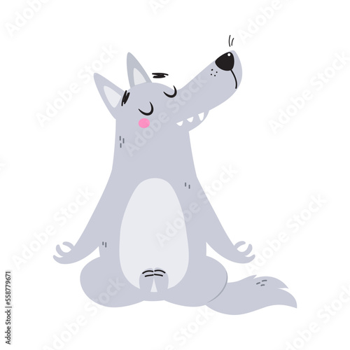 Grey Wolf Character with Pointed Muzzle Sitting in Yoga Pose and Meditating Vector Illustration