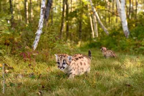 Cougar Kitten (Puma concolor) Steps Forward Sibling in Background Autumn © hkuchera