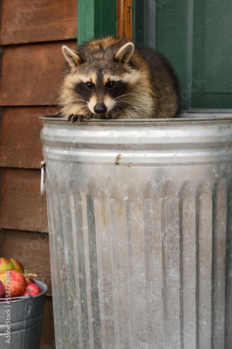 Raccoon (Procyon lotor) Paw Over Edge of Trash Can Autumn