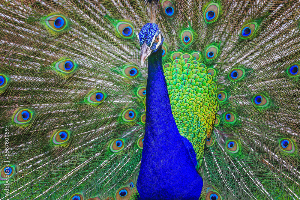 Obraz premium Beautiful blue male Peacock with feathers fanned out