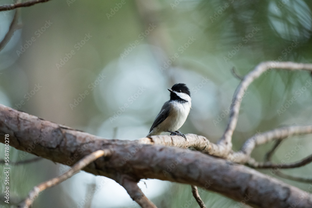 Black-capped chickadee Black-capped chickadee
