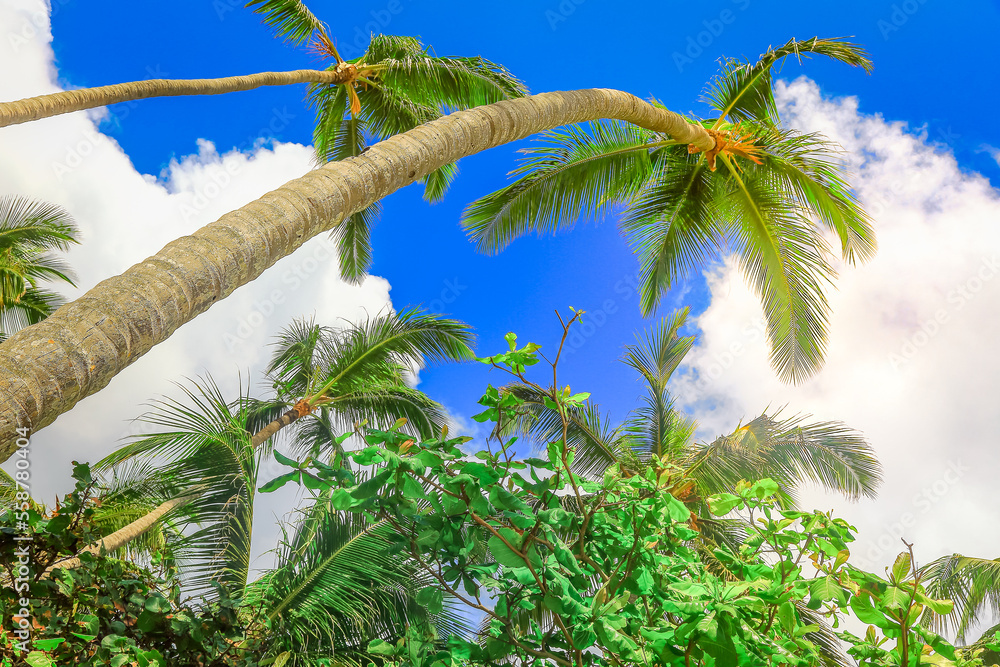Tropical paradise, idyllic caribbean palm trees in Punta Cana, Dominican Republi