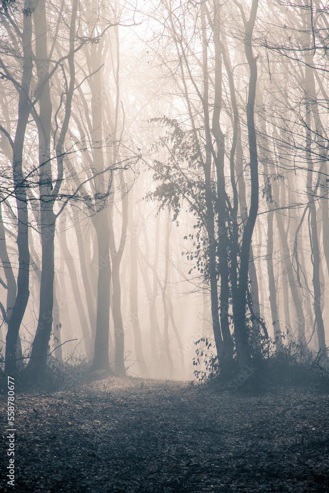 Fototapeta premium foggy forest in late autumn